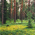 Лес под Селигером 4