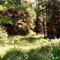 Шишкинский лес